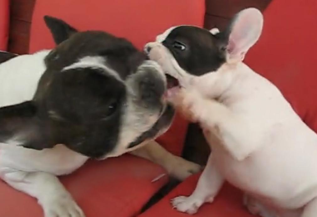 This Is So Adorable! Little Bulldog Puppy Is Having An Argument With His Dad!