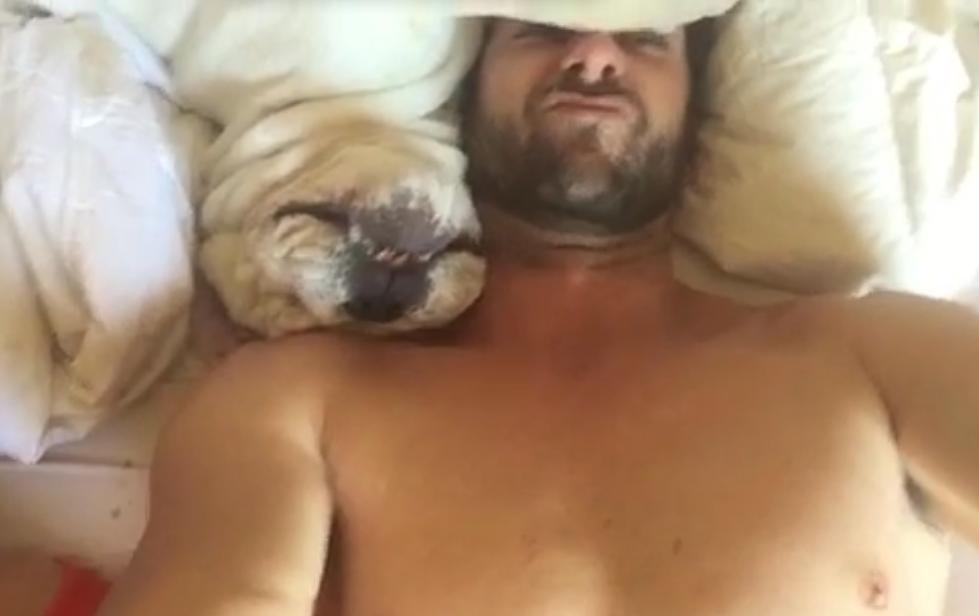 This Bulldog Perfectly Describes The Struggle To Get Out Of Bed In The Morning!