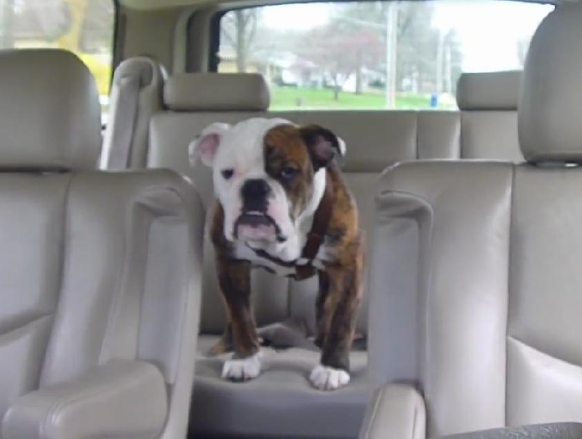 English Bulldog Too Scared To Get Out Of His Seat Starts Crying!