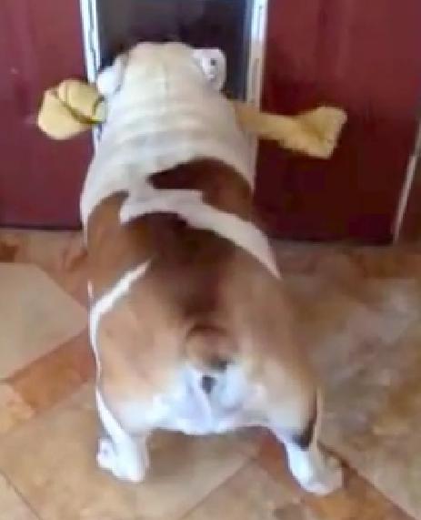 This Is Both Hilarious And Adorable! English Bulldog Trying To Get Her Extra Large Bone Through The Doggy Door!