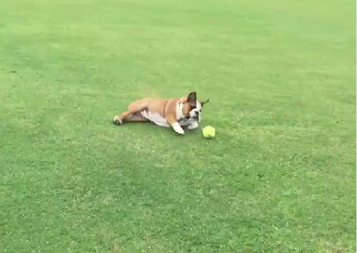 This English Bulldog Is Playing The Most Exhausting Game Of Fetch!