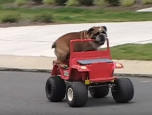 This Hilarious English Bulldog Is Driving A JEEP!
