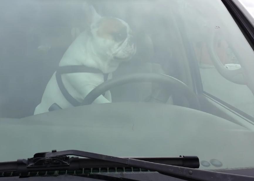 English Bulldog Left Alone In The Car Did The Most Unexpected And Miraculous Thing!