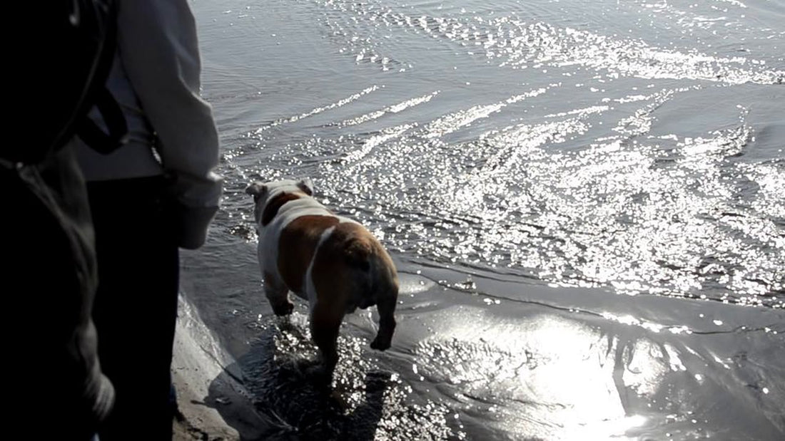 Burton The English Bulldog Has The Best Day Of His Life!