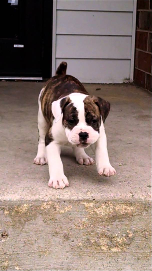 Busta The English Bulldog Being Adorably Rebellious Is The Best Thing You'll See Today!