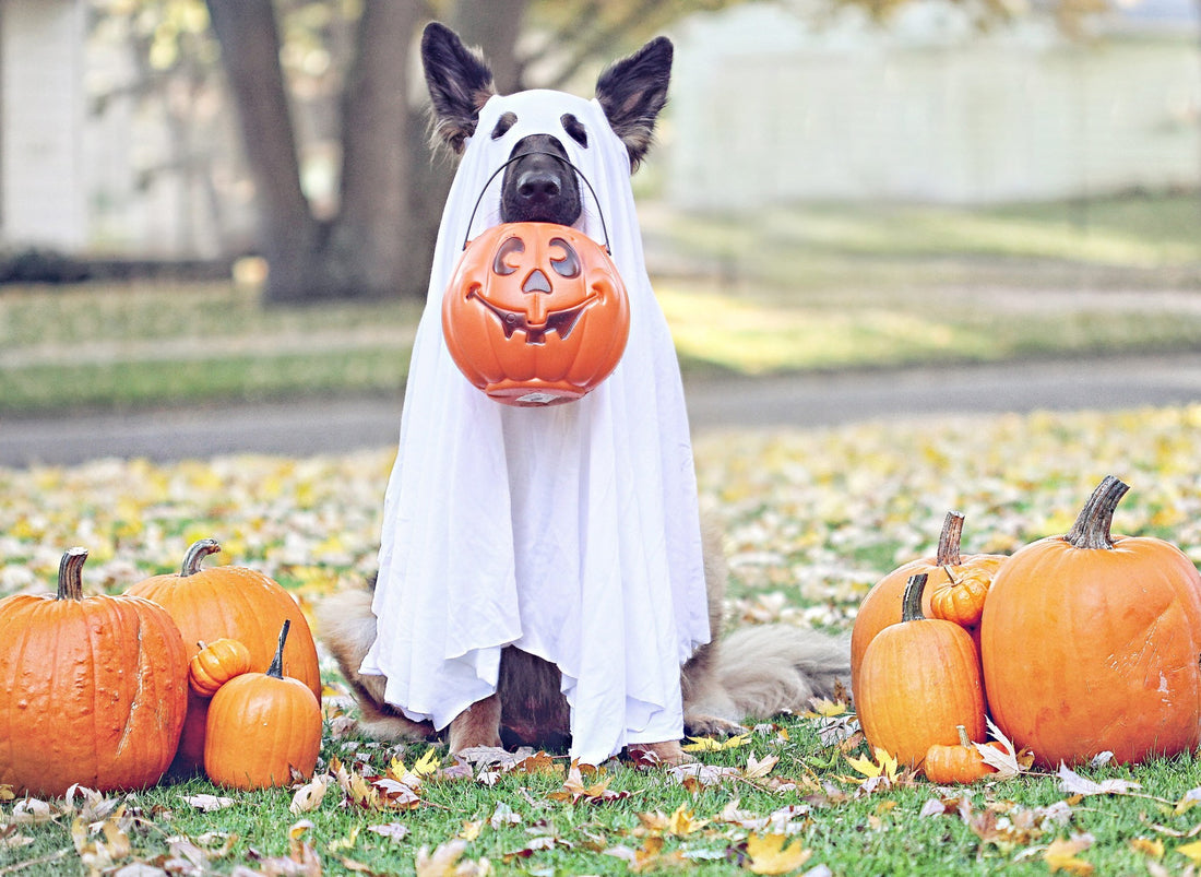 Top 6 German Shepherd Pups Who Don't Like Their Costumes, At All!
