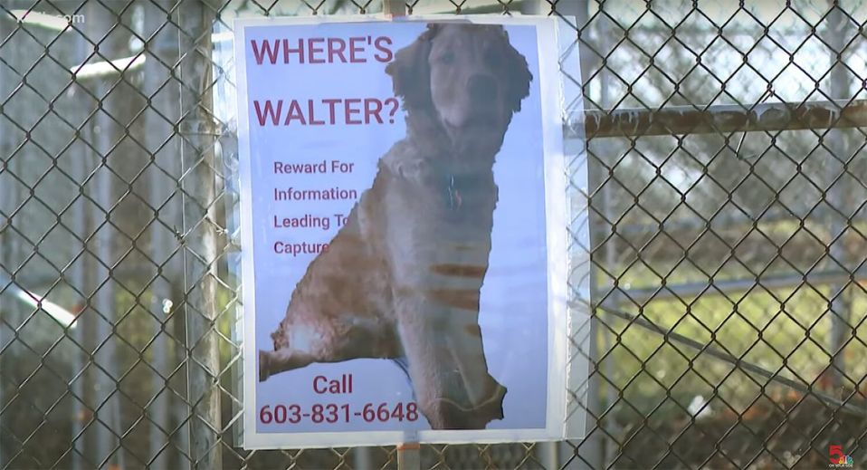 Lost Dog In Missouri Reunites With Mom After A Year