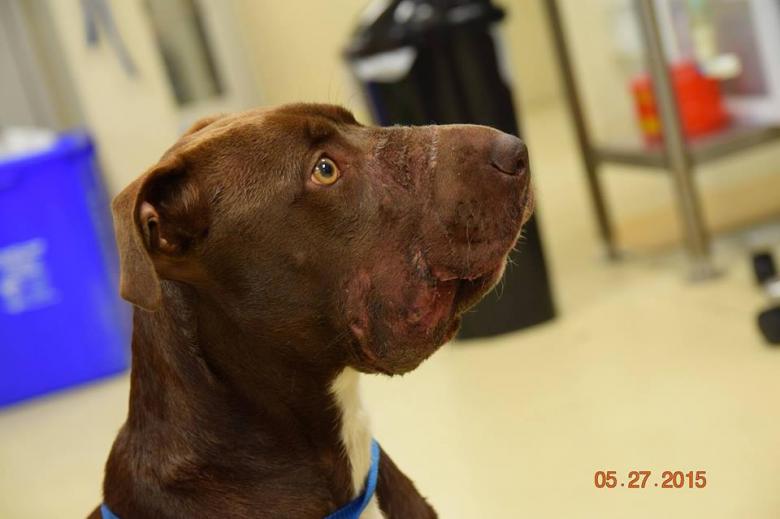 When You See What Caitlyn, The Abused Pup, Looks Like Today You'll Be Stunned!