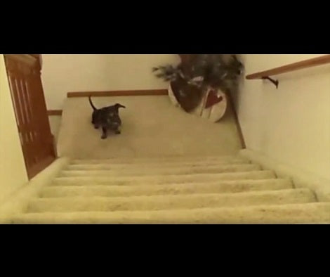 She Calls For Her Dachshund Pup Then It Becomes Hilarious!