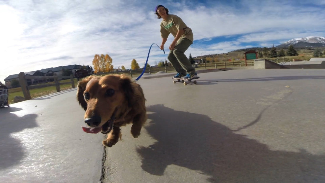 Calloway The Dachshund Wanted To Skate The Streets With His Human, So They Did This!