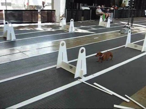 Can A Dachshund Defeat A Golden Retriever In A Race? You May Be Surprised!