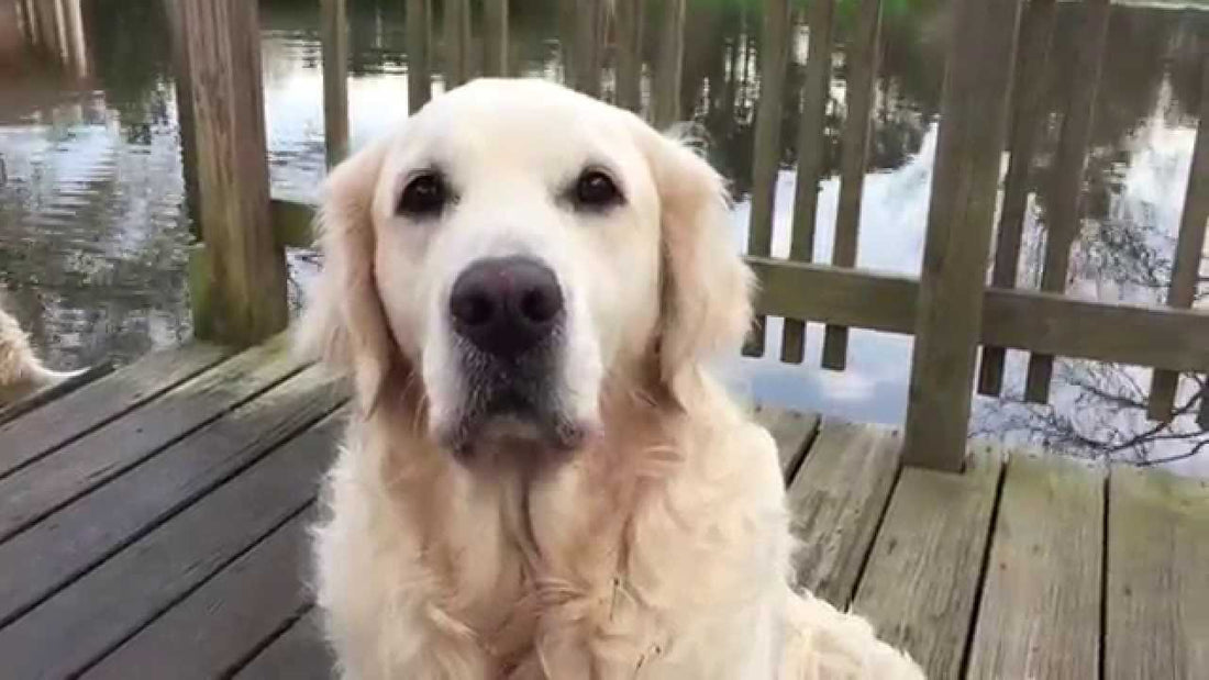 Can You Hear What This Golden Retriever Is Saying? No! He's Whispering! #EcoFriendly!