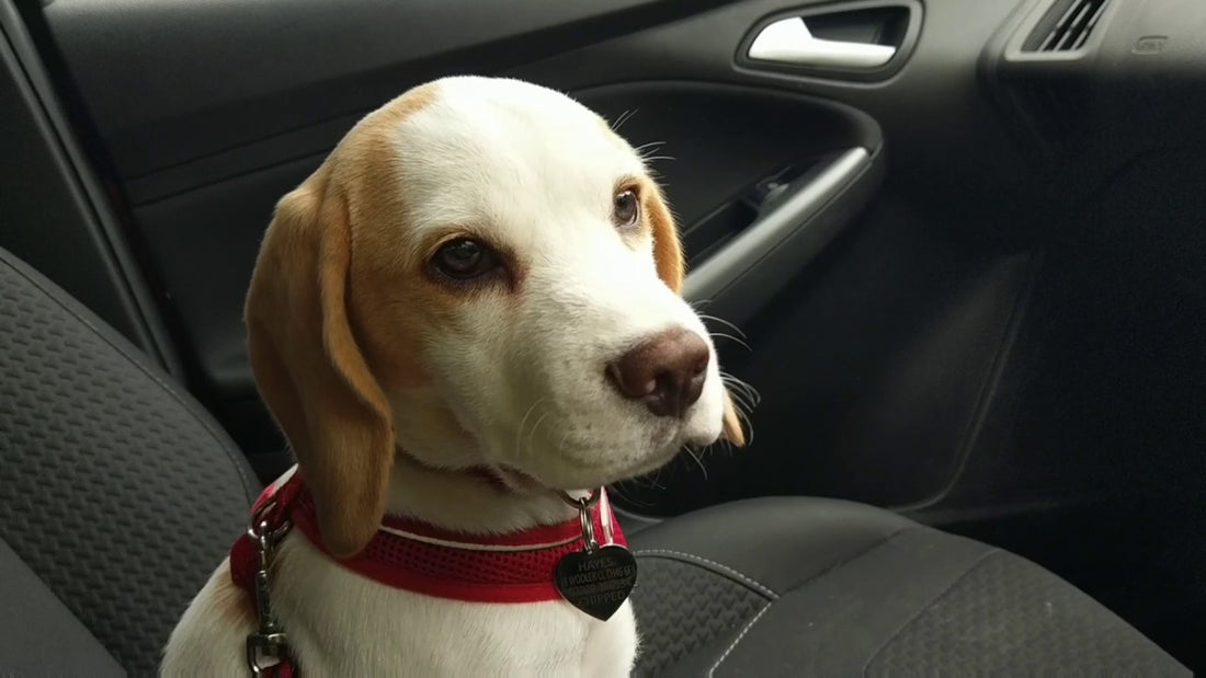 How To Keep Your Dog Cool While Driving In High Temperatures