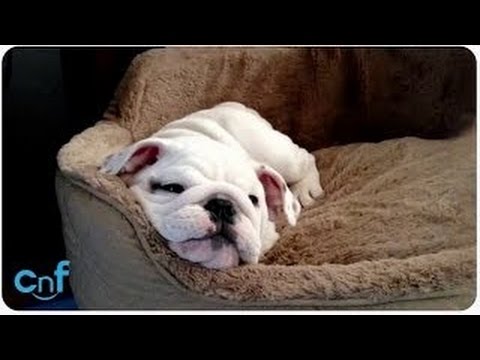 Candy The English Bulldog Is The Most Adorable Pup I've Seen Today Entertaining Herself!