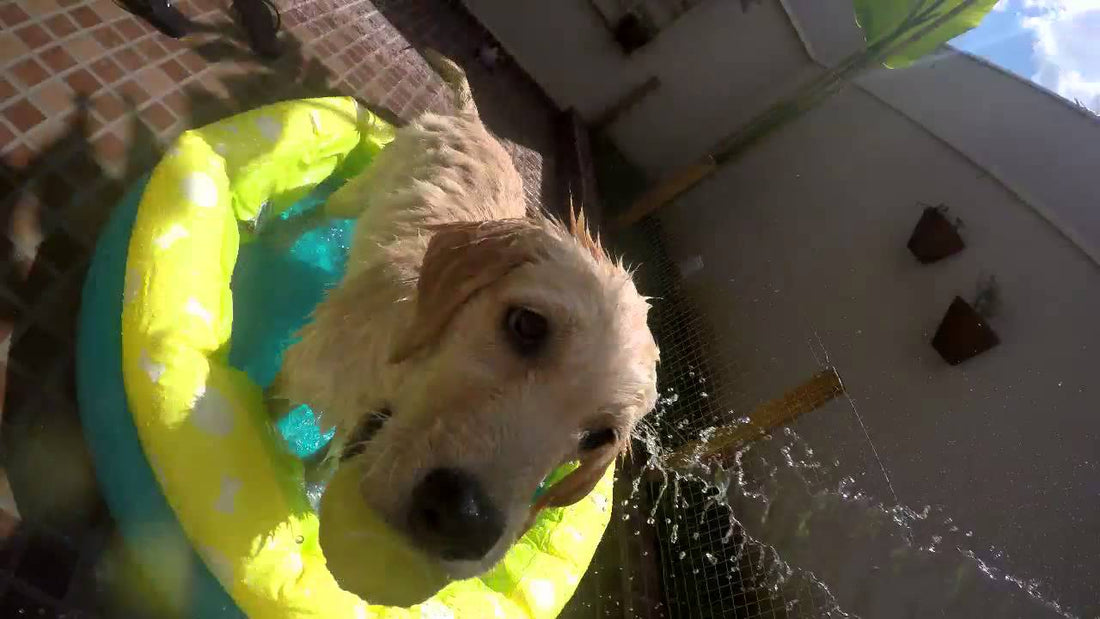 Capitu The Golden Retriever Knows Exactly What To Do On A Sunny Day!