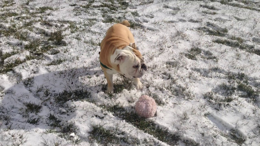 Carl The English Bulldog Enjoys The Outdoors With His Person! #LovelyDay!