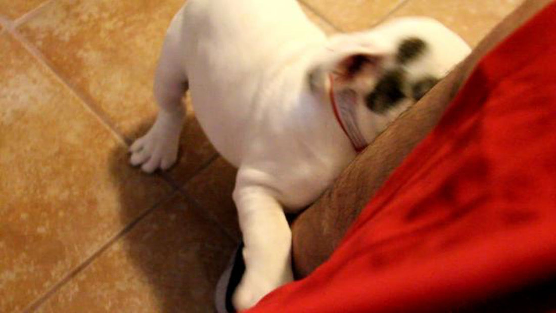 Casper The English Bulldog Puppy Is Trying To Eat His Dad's Leg!