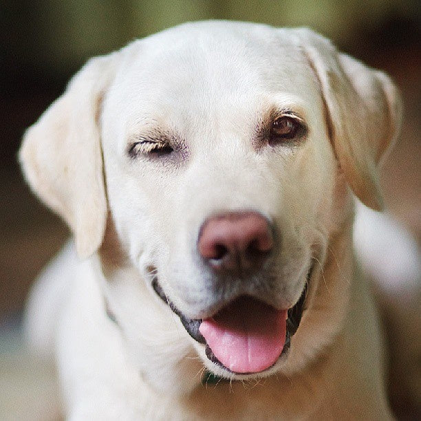 Top 8 Things Only Labrador Parents Will Understand!