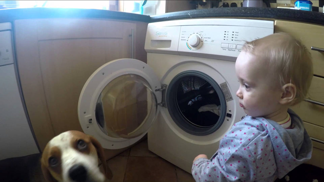 Charlie The Beagle Is Helping His Human Learn The Art Of Doing The...Laundry?! #WhatAHelper!