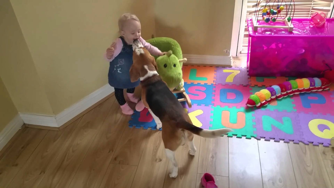 Charlie The Beagle Wants To Trade A Slipper For A Treat! This Is Super Cute! #BarterTradeBeagle!