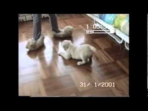 Charlie The Golden Retriever Thinks Animals Are Attacking His Human's Feet! #HeroToTheRescue!