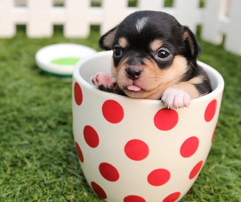 Can You Guess The Breed Of These Adorable Puppies?