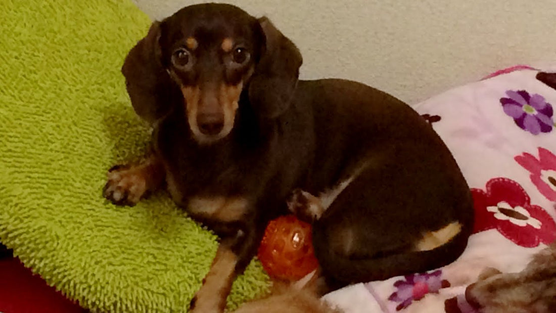 Choco Chan The Adorable Dachshund Has Taken Responsibility Of The Ball!