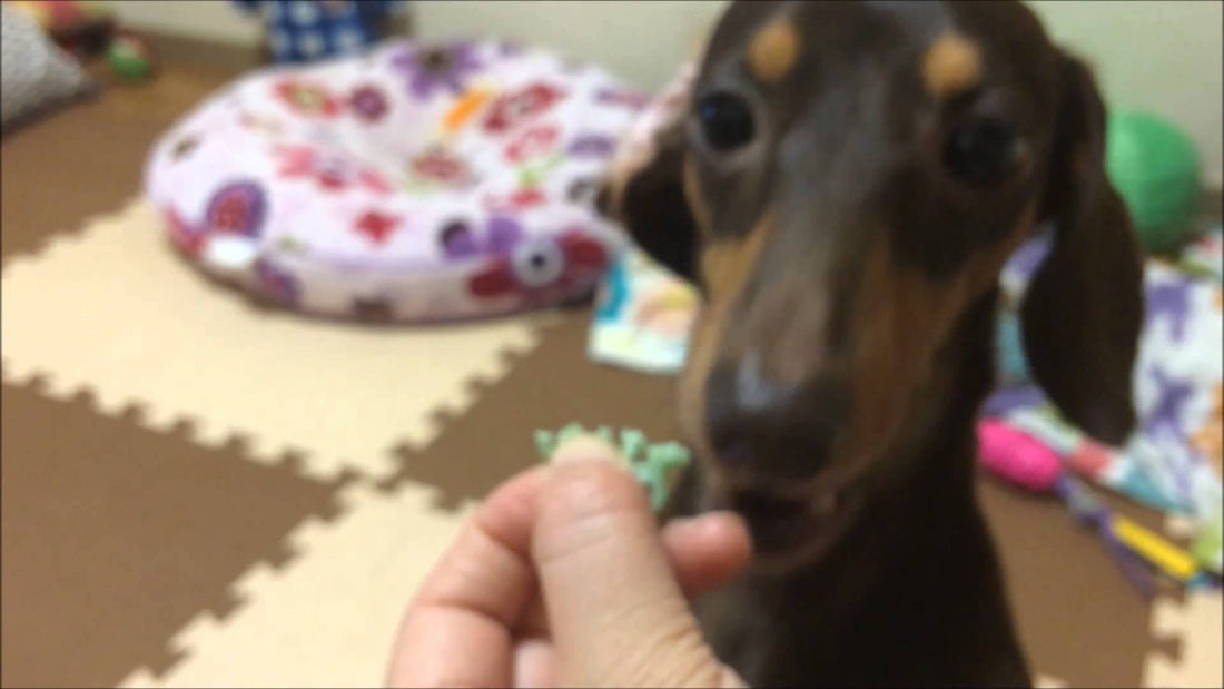 Choco Chan The Dachshund Loves Her Person So Much She's Afraid To Bite Him!