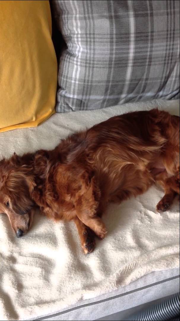 Chocolate Dachshund Is Having The Best Day Of Her Life! In Love With...A Vacuum Cleaner?! #LoveIsBlind