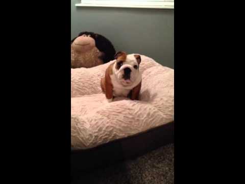 Chunk The English Bulldog Is So Happy That He Can't Contain Himself! Find Out Why!