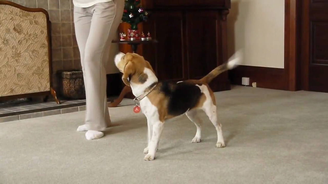 Cinnamon The Beagle Is About To Mesmerize You With Her Christmas Dance!