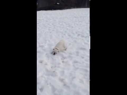 Cleopatra The Beautiful English Bulldog Loves The Snow! See Her Showing Some Love!