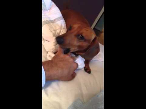 Cletus The Dachshund Is Trying To Mouth His Dad's Fingers! So Cute!