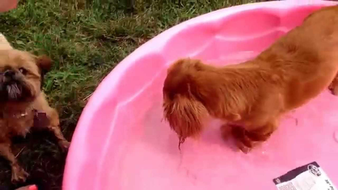 Clover The Dachshund Loves Her New Kiddy Pool!