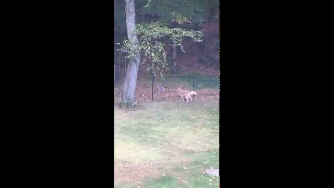 Cody The Golden Retriever Politely Tells The Coyote To Leave His House!