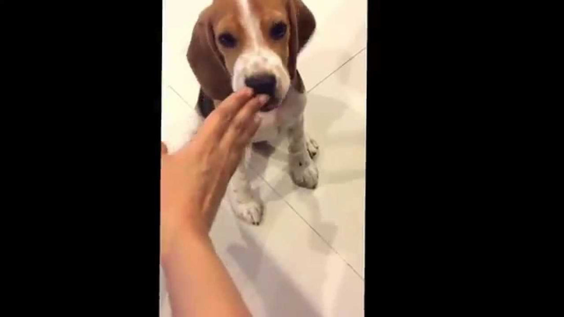 Cooper The Beagle Just Showed The World How Much He Loves Chocolate! Yum!!