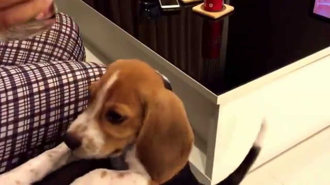 Cooper The Beagle Wants Some Coke But He Ends Up Getting The Ice Instead!