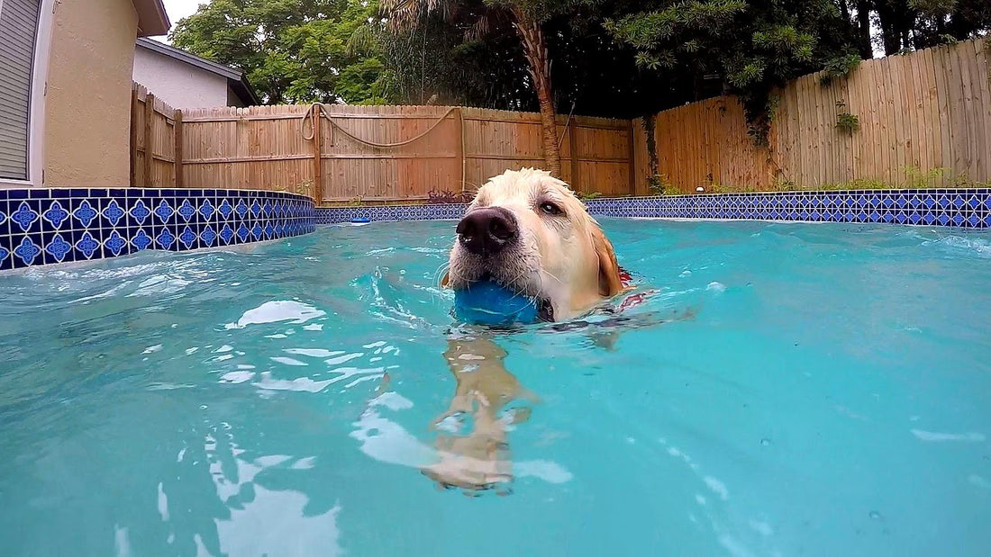 Cooper The Golden Retriever Is About To Learn How To Swim! Take A Look At This #AdorableHighness!