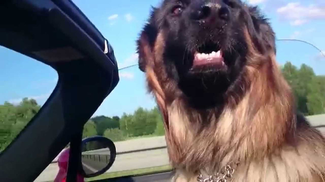 Corin The German Shepherd Sits In The Car And Looks Like The Boss!