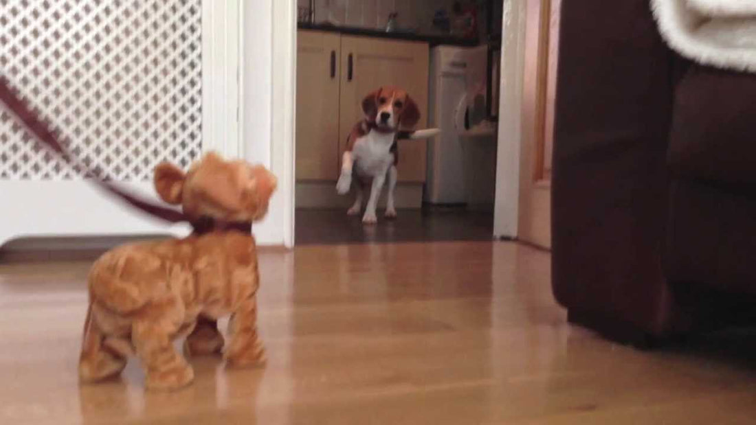 Craig The Beagle Is Full Of Energy! Check Out His Crazy Random Moments And You'll Laugh Out Loud!