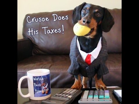 Crusoe The Dachshund Is Doing His Taxes... Silence Please (He's Confused!)