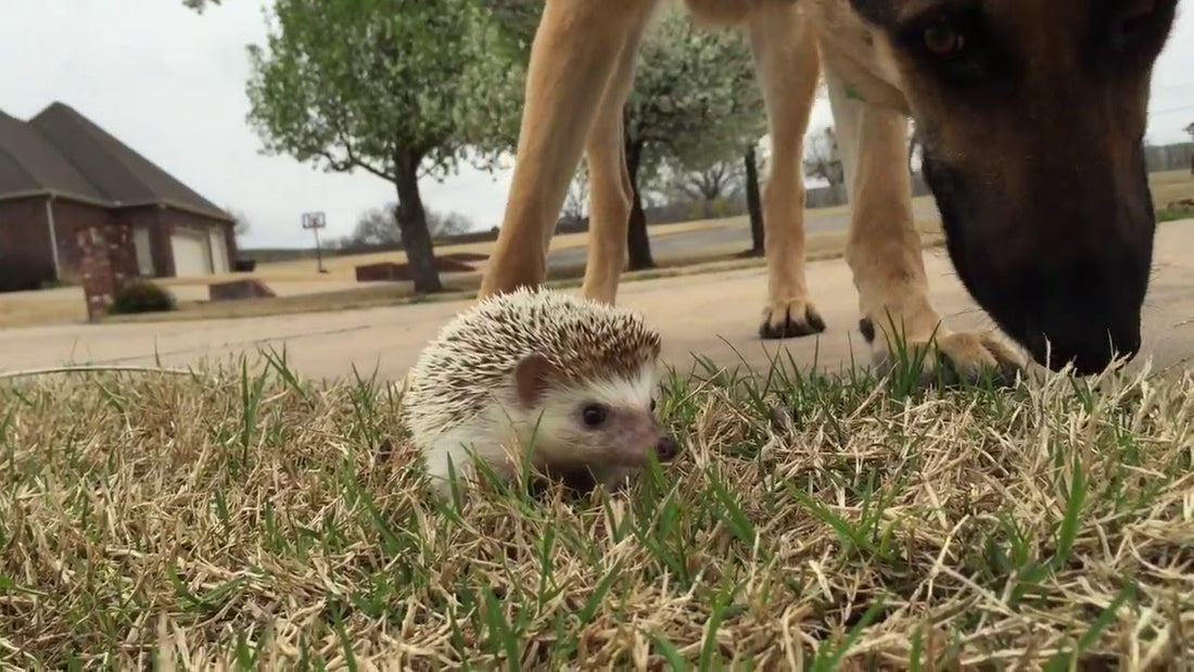 Curious German Shepherd Pup Meets A Hedgehog For The First Time!