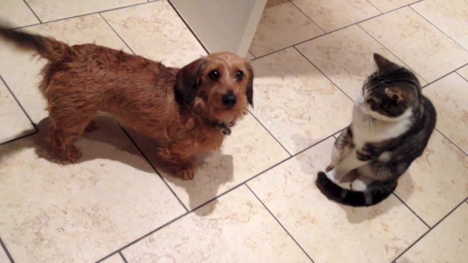 Curiously Adorable Dachshund Versus Fluffy Cat - Who's More Funny?!