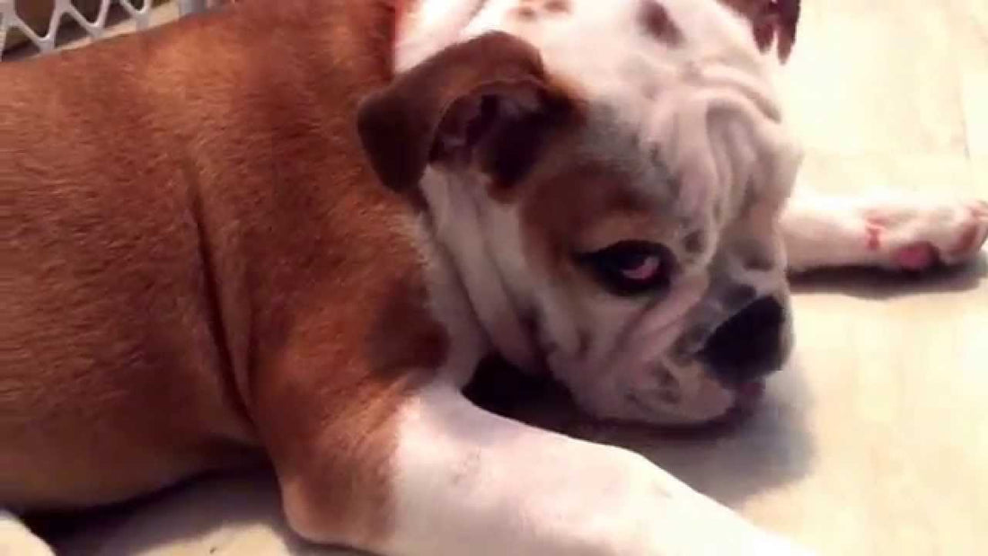 Cute And Cuddly English Bulldog Is Trying To Sleep, But Oh That Pink Tongue!