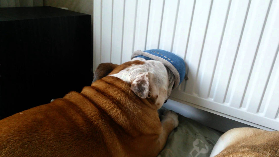 Cute and Cuddly English Bulldog Sucks His Toy And Falls Asleep, Like This?!