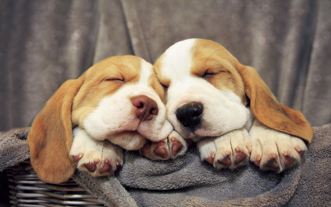 Top 8 Beagles Who Know So Much About Stress It's Hilarious!