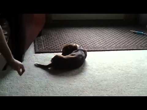 Cute Dachshund Has A Vision, Then An Epiphany And Finally Gives Up! #NoUseChasingMyself!