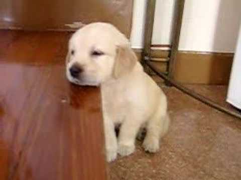 Cute Golden Retriever Pup Falling Asleep Is The Best Way To Start Your Morning! #CutenessPersonified!