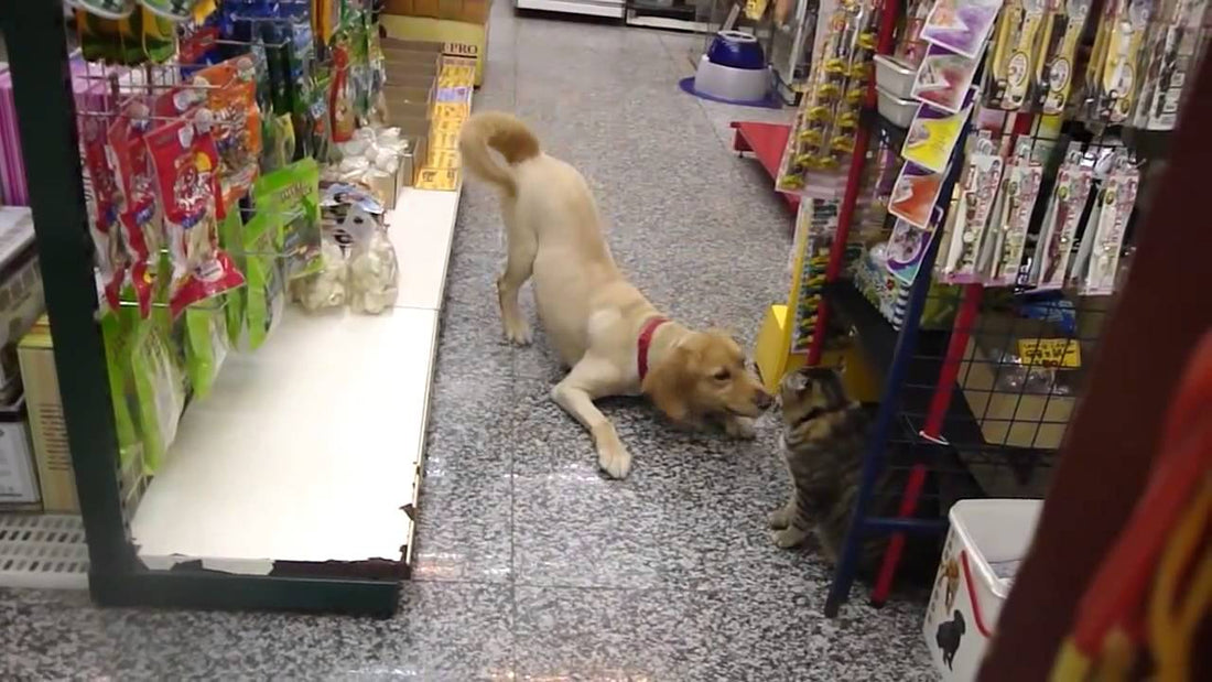 Cute Golden Retriever Pup Wants To Play, But The Cat Is STUNNED! Is He Talking To Me?