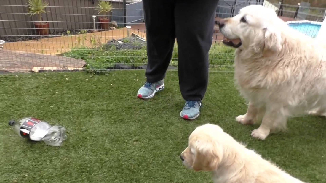 Cute Golden Retriever Puppy Plays Tug Of War With Adult Retriever's...Tail?!